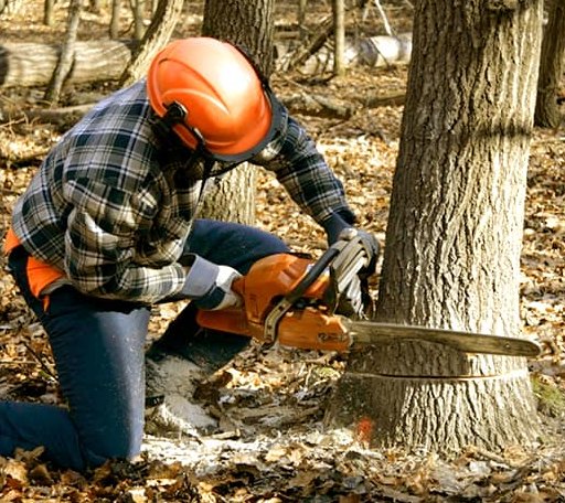 Tree Removal in Hopewell, NJ